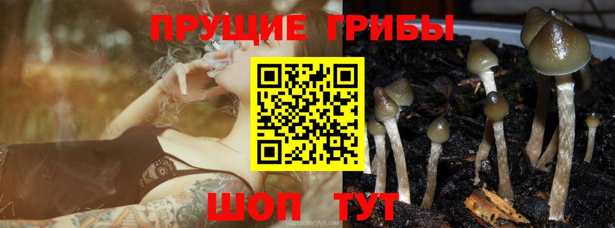 Ачинск  Псилоцибиновые грибы прущие грибы  Псилоцибиновые грибы Cubensis  Вход с VPN 